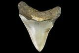 Fossil Megalodon Tooth - North Carolina #104990-1
